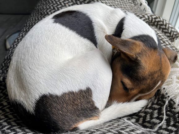 Happy dog on a Happy Paws walk