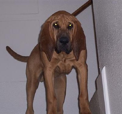 Happy dog on a Happy Paws walk