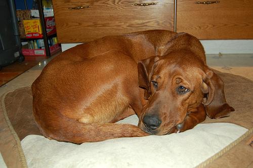 Happy dog on a Happy Paws walk