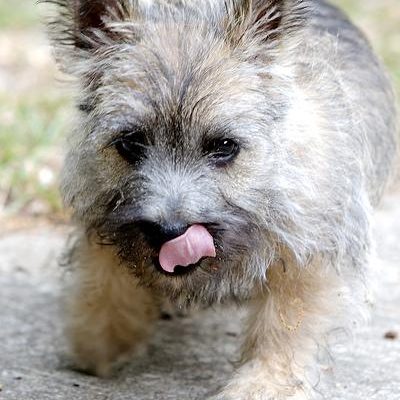 Happy dog on a Happy Paws walk