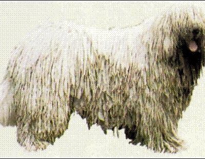 Happy dog on a Happy Paws walk