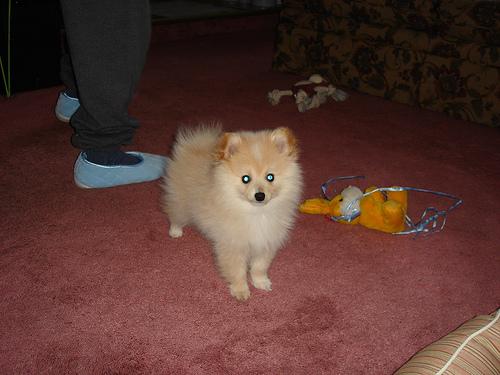 Happy dog on a Happy Paws walk