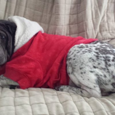 Happy dog on a Happy Paws walk